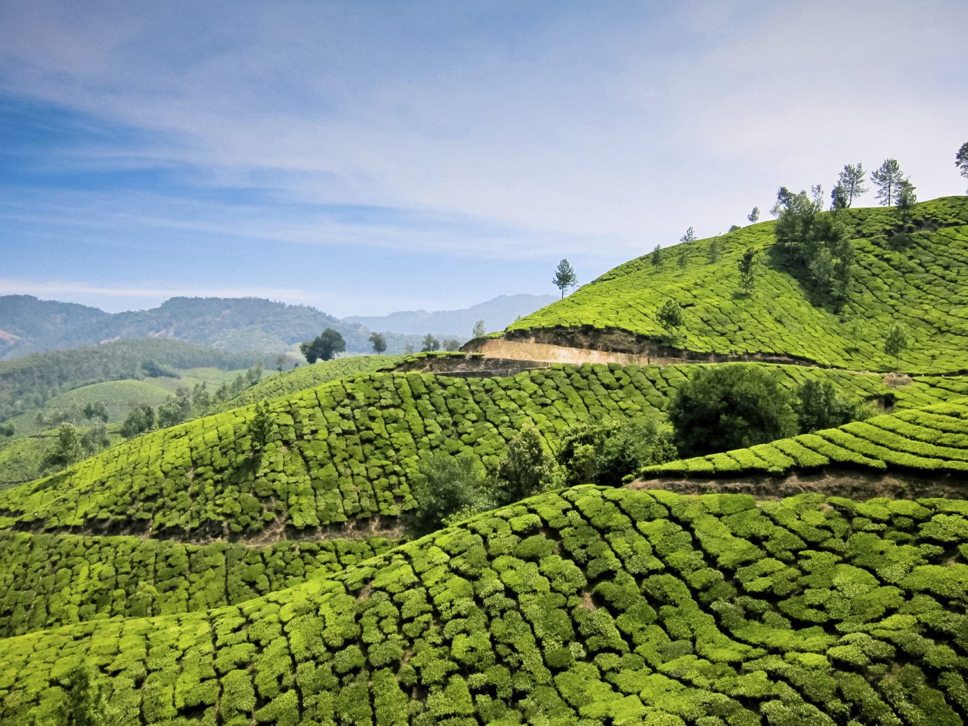 Offbeat Travel Tips outdoor sky green grass mountainous landforms Nature agriculture field tea mountain hill plantation valley rural area landscape mountain range leaf plateau Terrace flower beverage lush pasture grassy hillside day highland