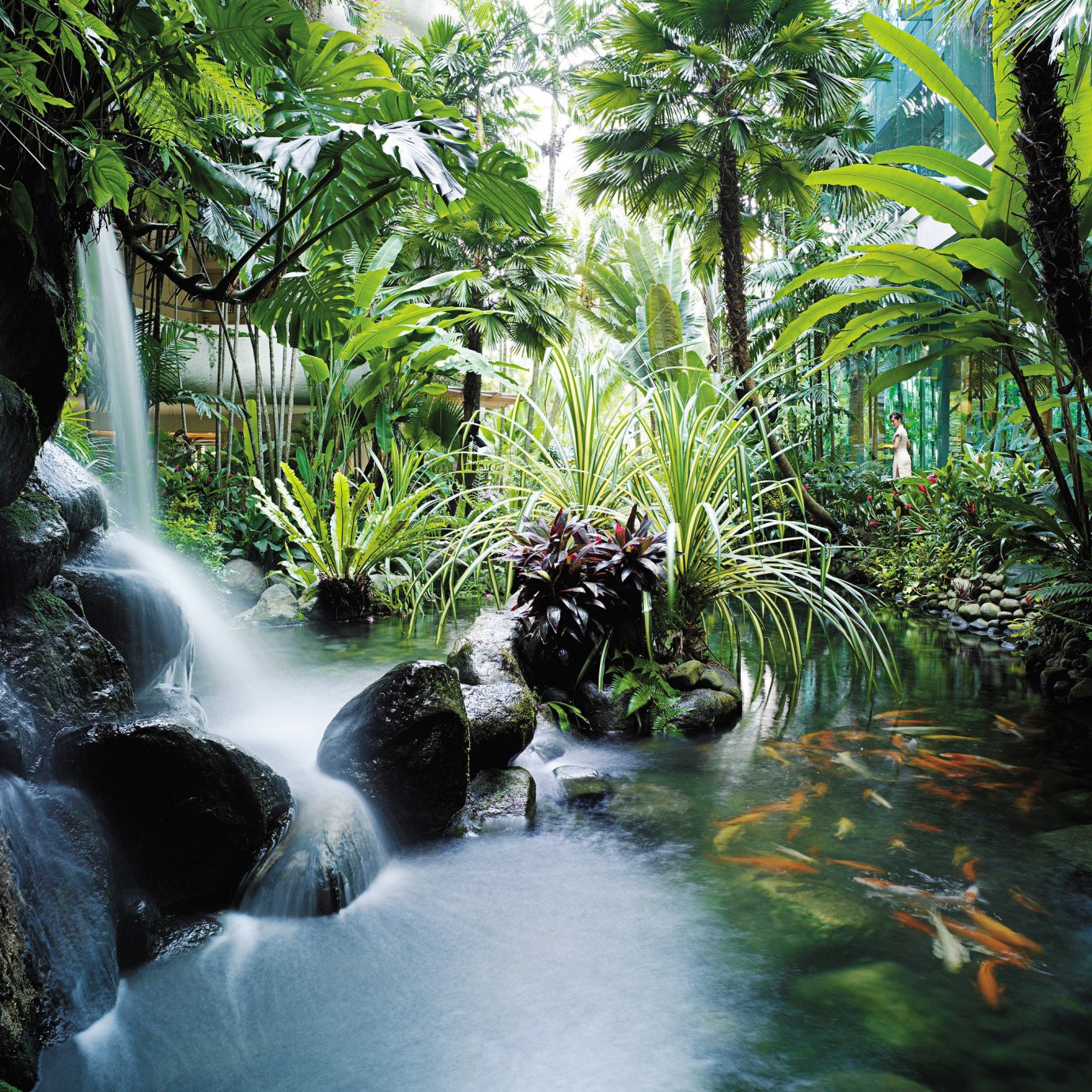 Jungle River Waterfall tree Nature habitat water vegetation natural environment rainforest Forest botany tropics water feature stream arecales flower Garden surrounded