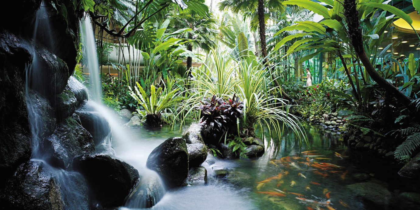 Jungle River Waterfall tree Nature habitat water vegetation natural environment rainforest Forest botany tropics water feature stream arecales flower Garden surrounded