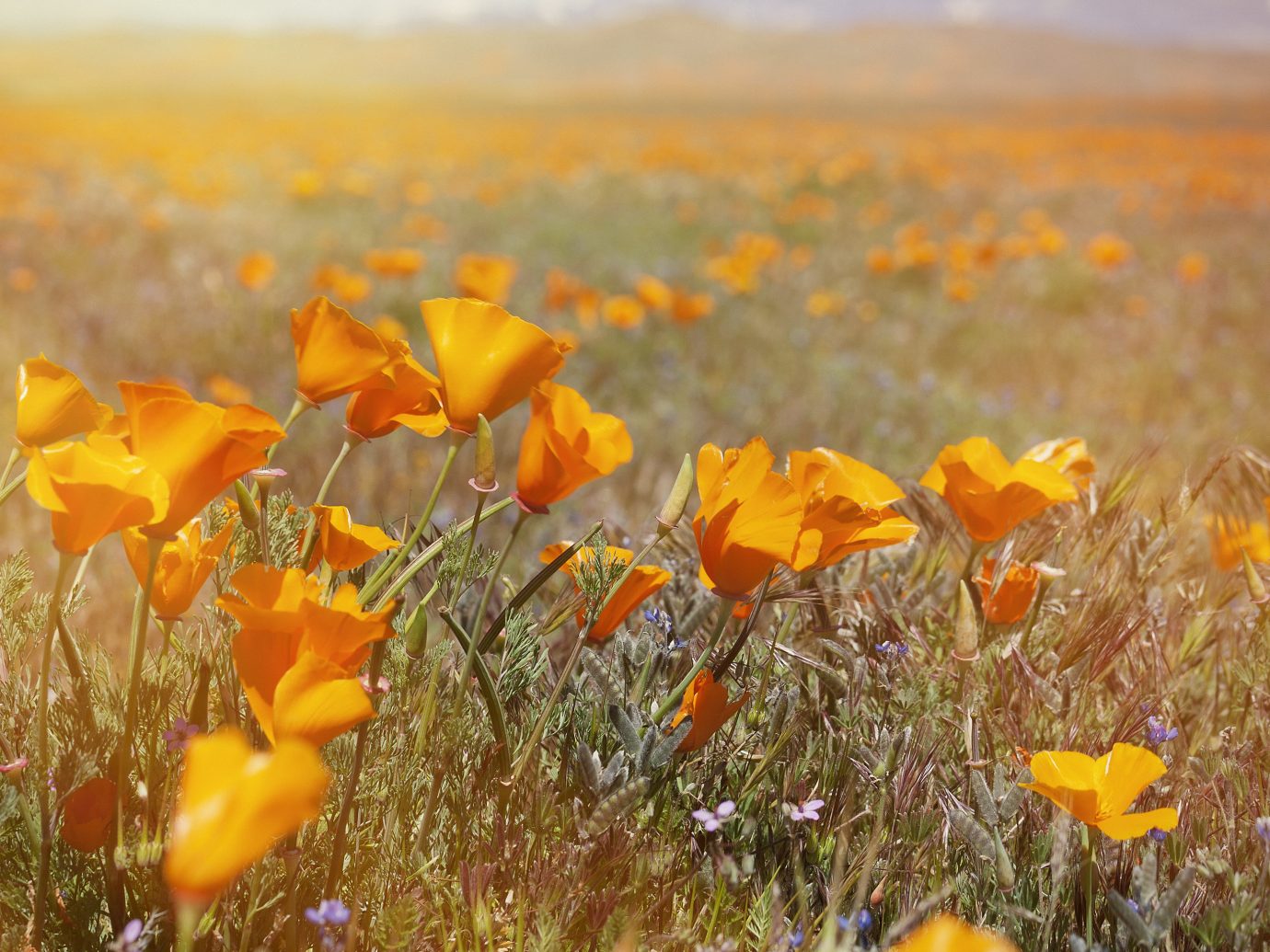 Trip Ideas flower grass Nature poppy plant eschscholzia californica flora natural environment ecosystem yellow grassland poppy family prairie meadow field land plant wildflower flowering plant petal leaf tundra coquelicot plain autumn grass family sunlight steppe colored