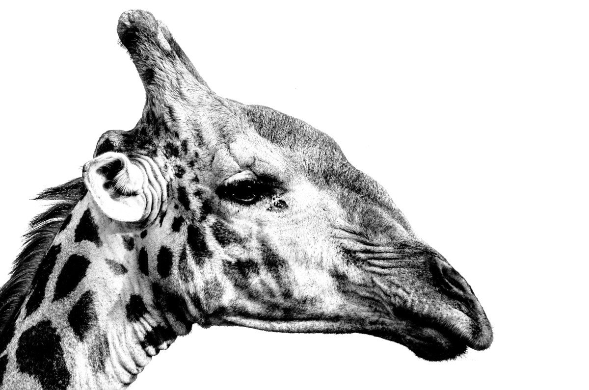 Trip Ideas animal reptile giraffe mammal black and white vertebrate giraffidae looking head monochrome photography monochrome zebra illustration drawing sketch close staring