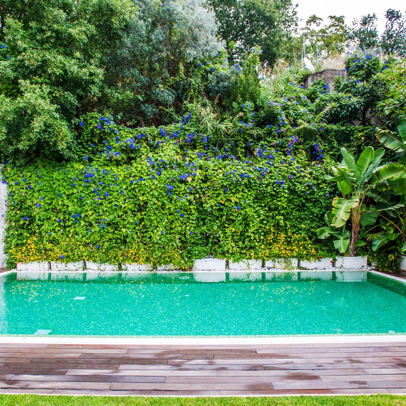 tree swimming pool property backyard Garden reflecting pool green yard landscape architect lawn Villa