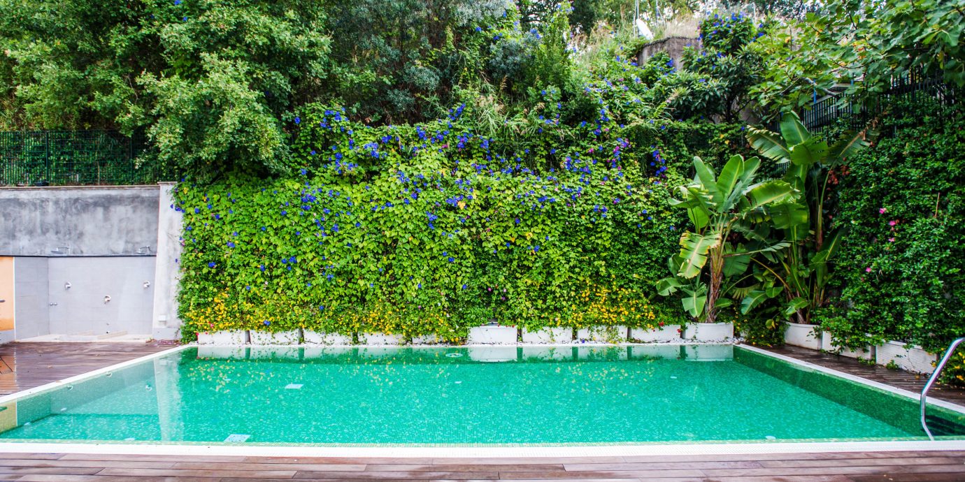 tree swimming pool property backyard Garden reflecting pool green yard landscape architect lawn Villa