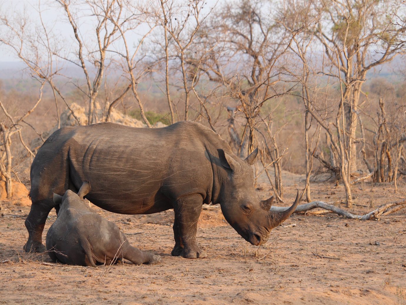 Outdoors + Adventure Safaris Trip Ideas tree animal outdoor mammal ground rhinoceros Wildlife fauna indian elephant savanna Safari baby Adventure dry dirt Forest