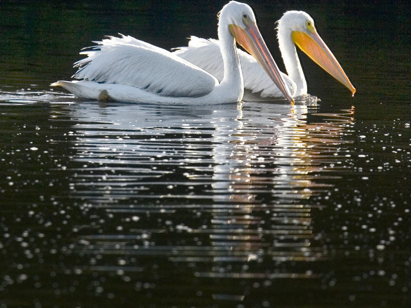 Hotels Secret Getaways Trip Ideas water outdoor Bird pelican animal vertebrate beak aquatic bird fauna seabird reflection Lake pelecaniformes wing pond