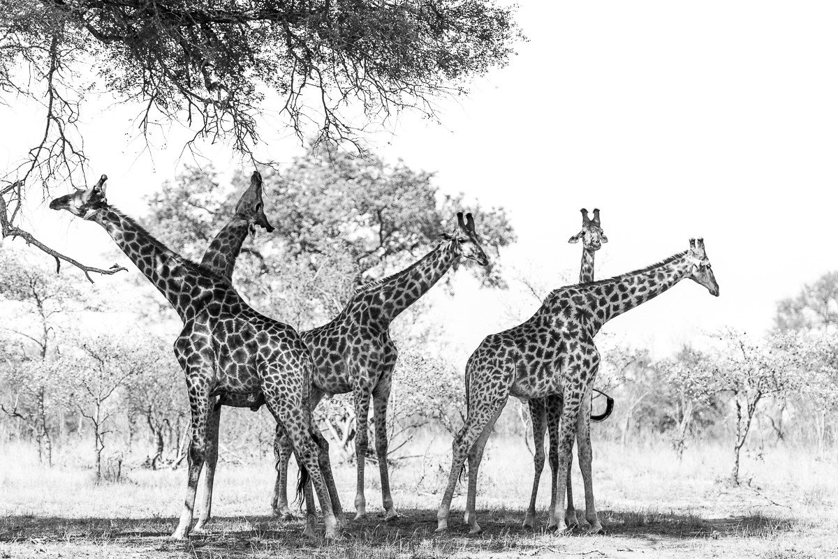 Trip Ideas giraffe outdoor tree sky grass field animal mammal giraffidae vertebrate black and white standing fauna savanna monochrome photography monochrome horse
