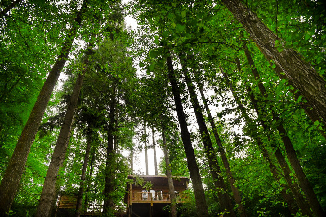Glamping Outdoors + Adventure Trip Ideas tree outdoor green Nature vegetation woodland plant Forest ecosystem nature reserve leaf grove old growth forest Jungle rainforest biome sunlight branch grass temperate broadleaf and mixed forest wood temperate coniferous forest wooded area