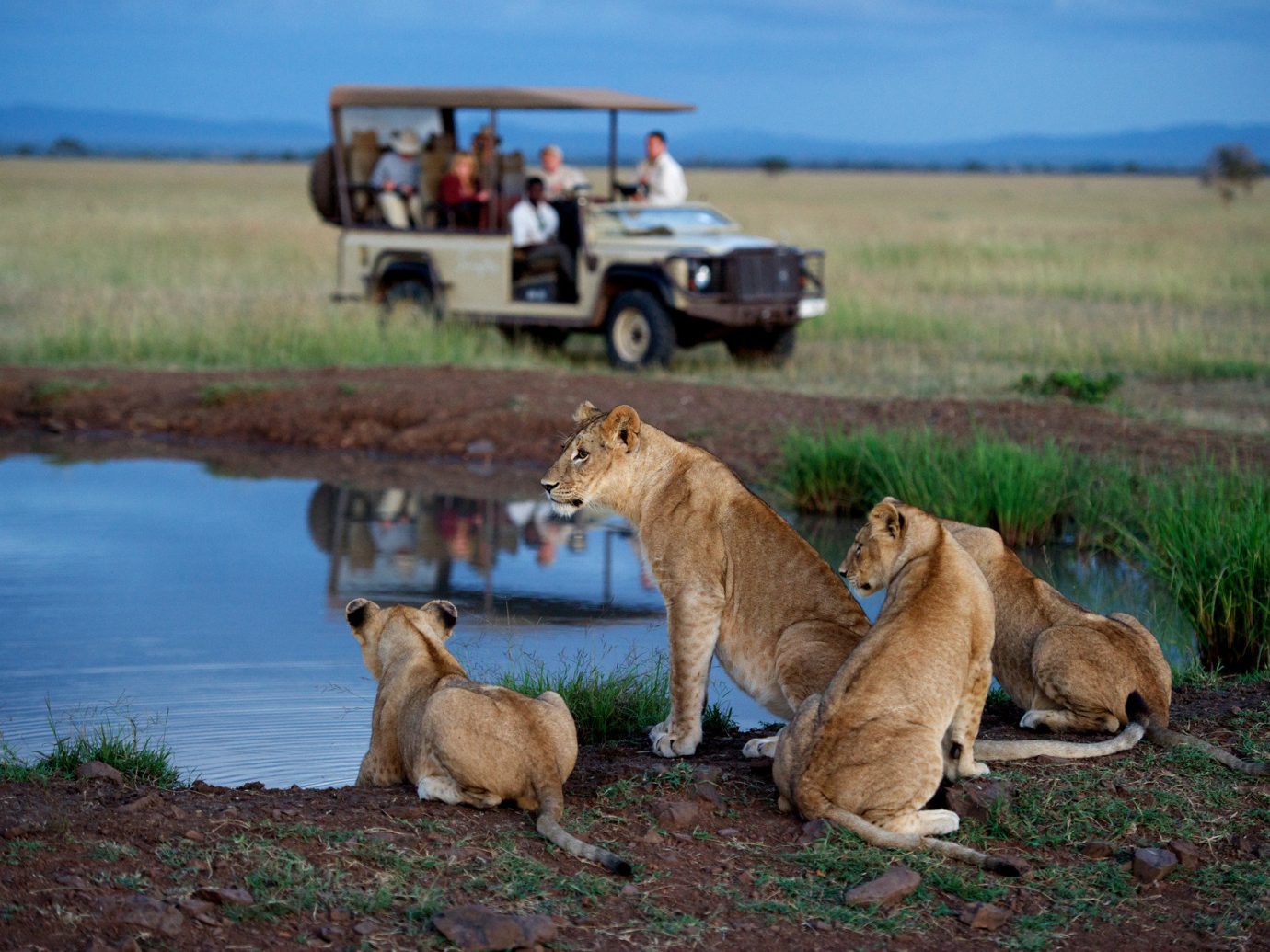 Singita Serengeti House, Tanzania - Lions in Africa