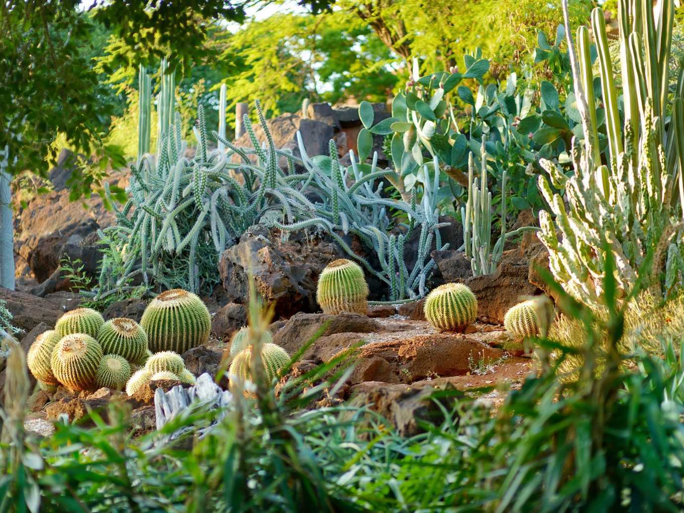 Cacti at the Moorten Botanical Garden