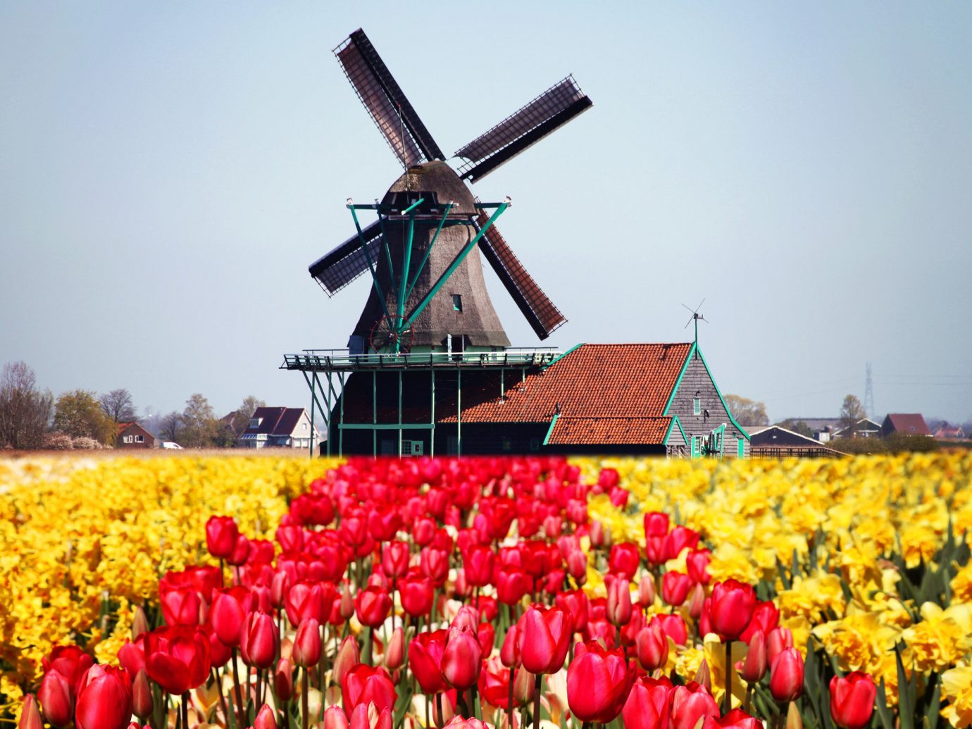 Trip Ideas sky outdoor flower plant land plant flowering plant field outdoor object windmill tulip day