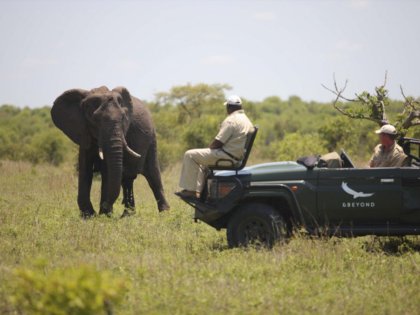 Outdoors + Adventure Travel Tips grass outdoor sky field Safari mammal Adventure grassy elephant military herd lush