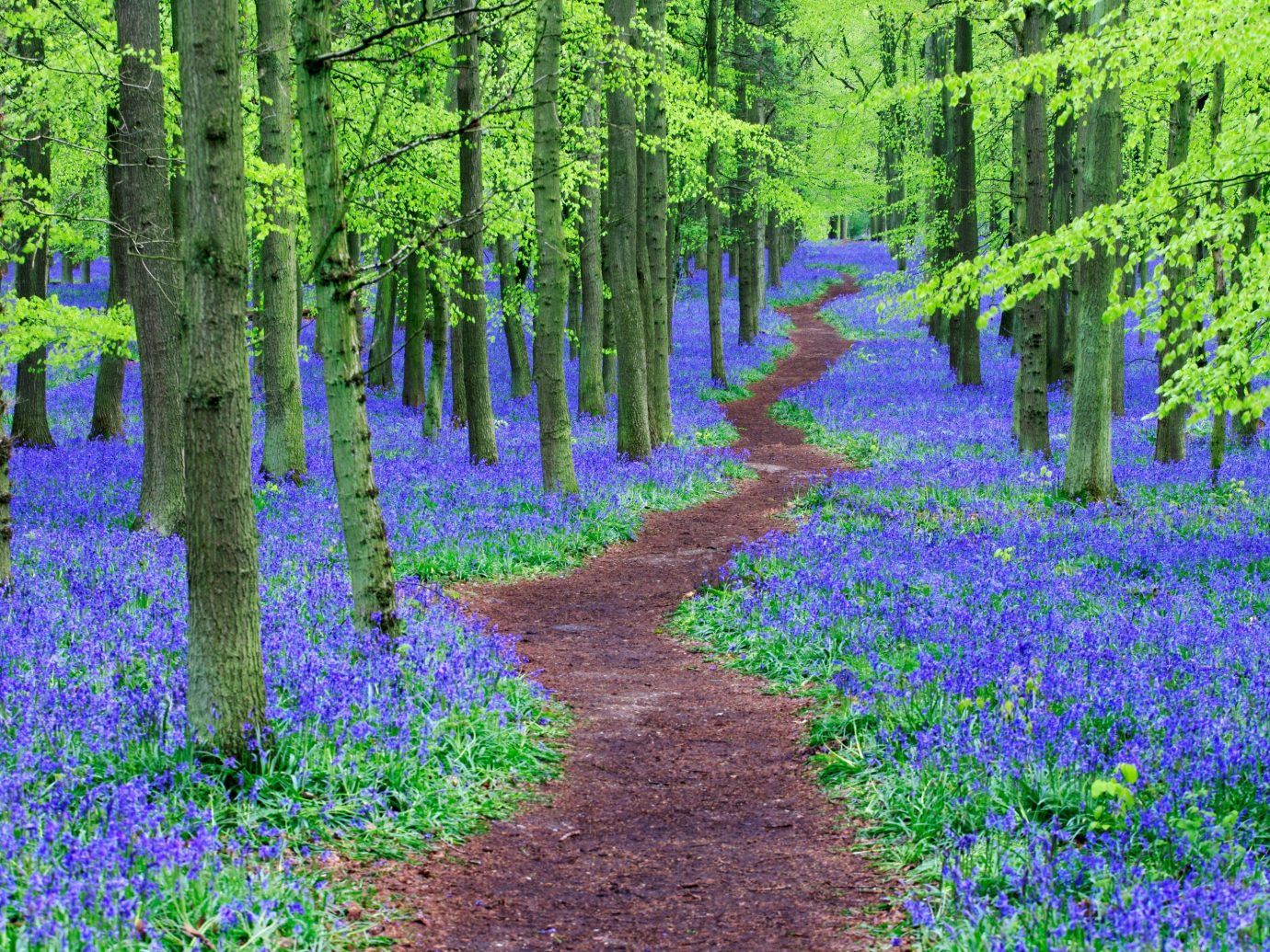 Trip Ideas tree outdoor grass habitat plant Forest woodland flower natural environment ecosystem land plant path biome woody plant wood meadow flowering plant lupin wildflower temperate coniferous forest wooded shrub area surrounded lush