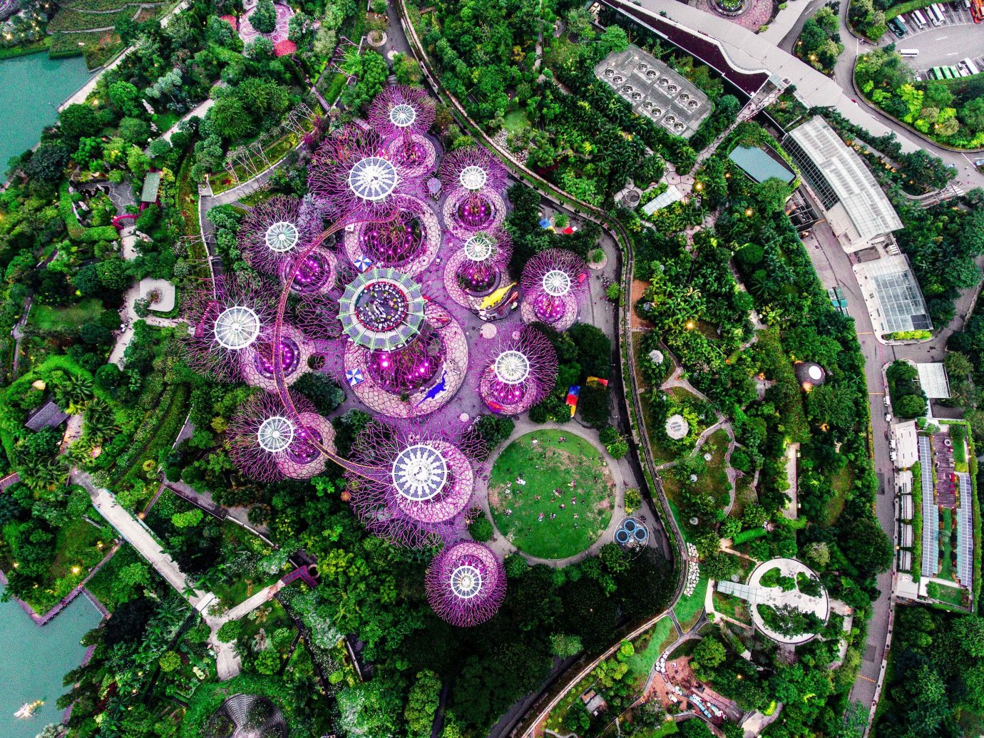 Offbeat Singapore Trip Ideas purple plant flora tree flower Garden