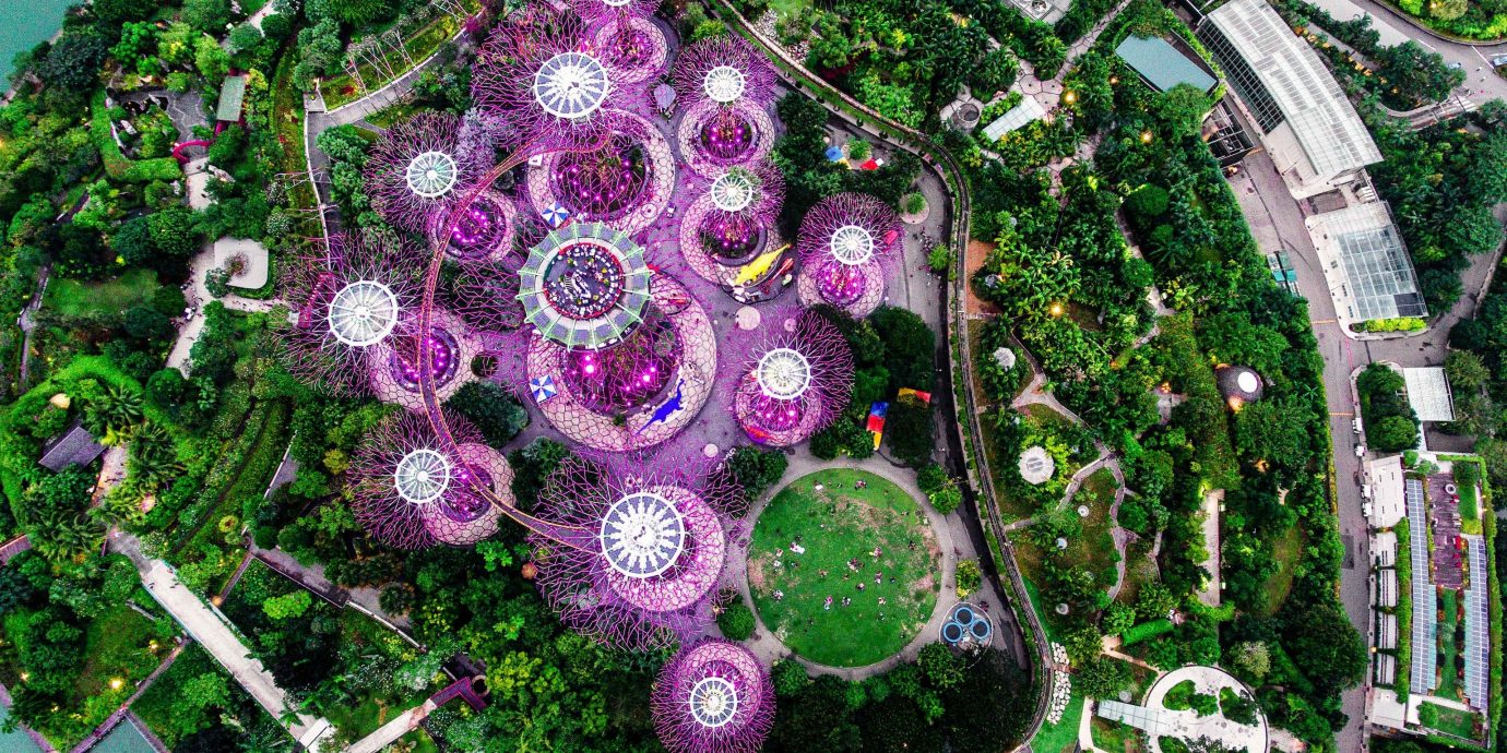 Offbeat Singapore Trip Ideas purple plant flora tree flower Garden