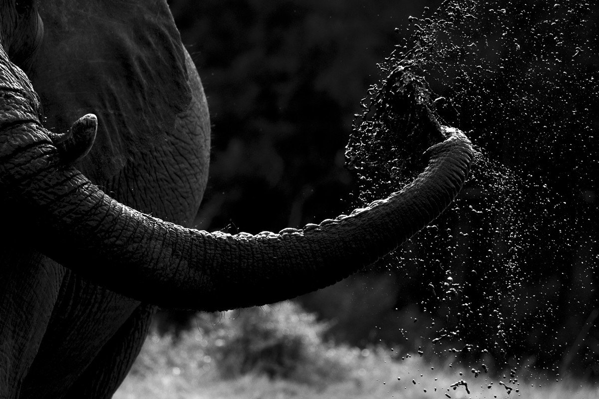 Trip Ideas outdoor elephant tree black black and white white photograph animal monochrome photography photography bovine monochrome standing darkness close up light mammal trunk emotion closeup close day