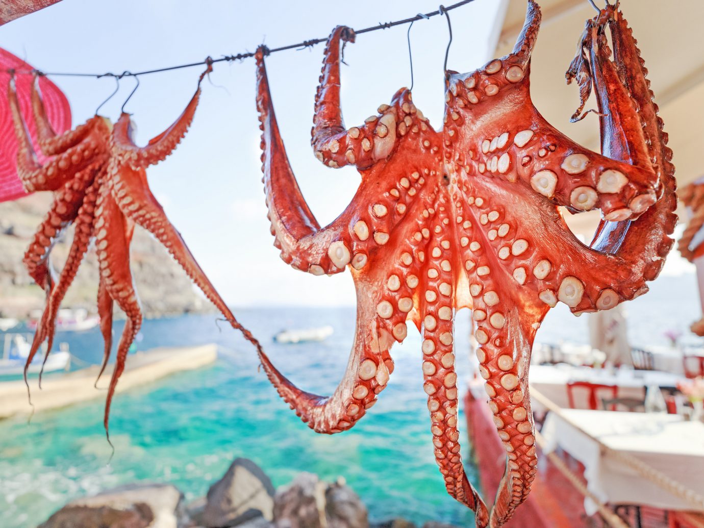 Trip Ideas octopus invertebrate cephalopod marine invertebrates