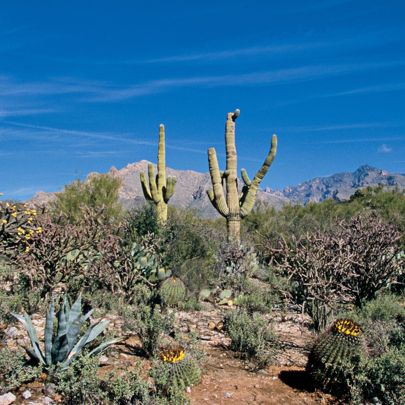 Mountains Natural wonders Nature Outdoor Activities Outdoors Scenic views plant cactus sky flora tree flower botany land plant arecales flowering plant landscape agriculture wildflower