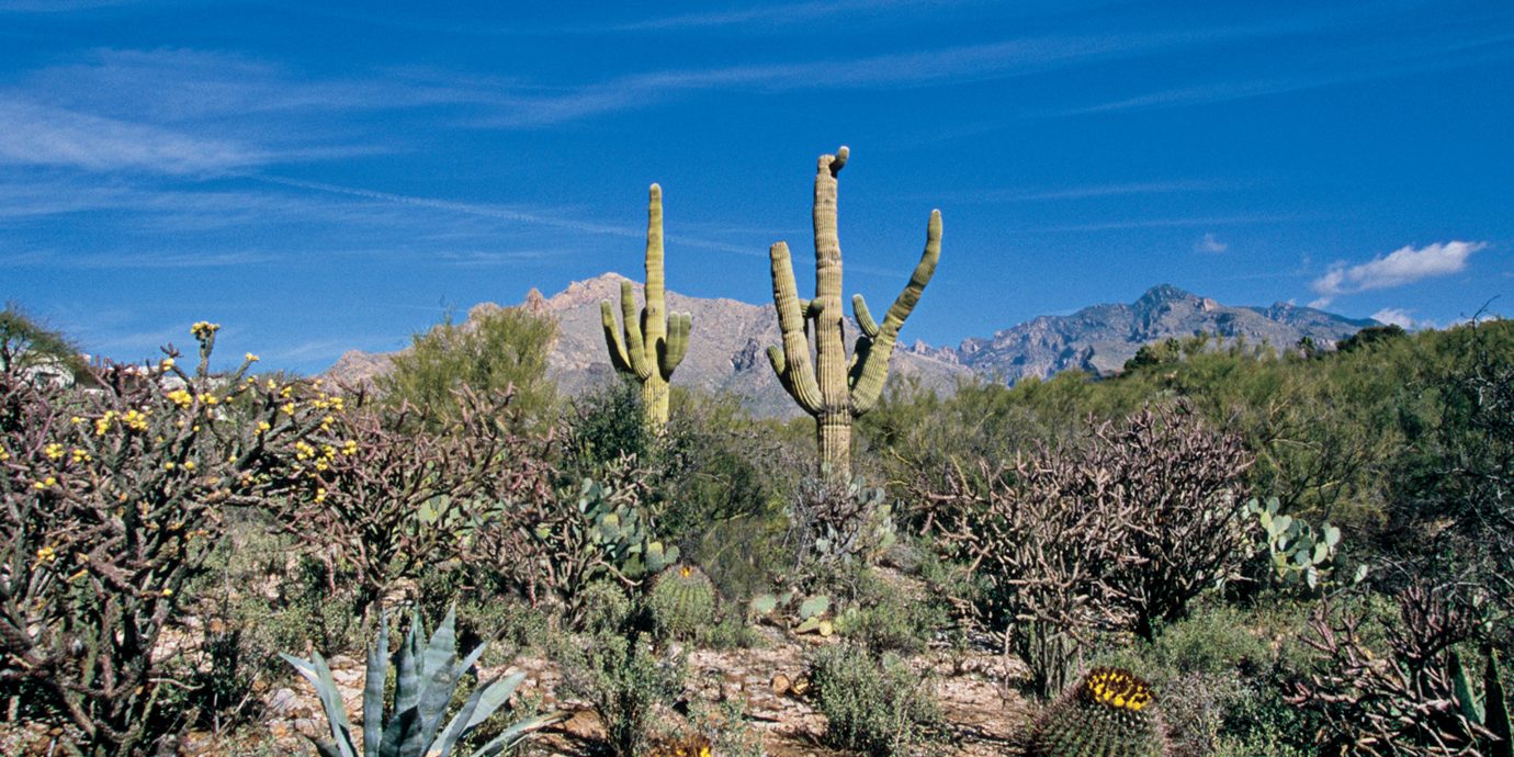 Mountains Natural wonders Nature Outdoor Activities Outdoors Scenic views plant cactus sky flora tree flower botany land plant arecales flowering plant landscape agriculture wildflower
