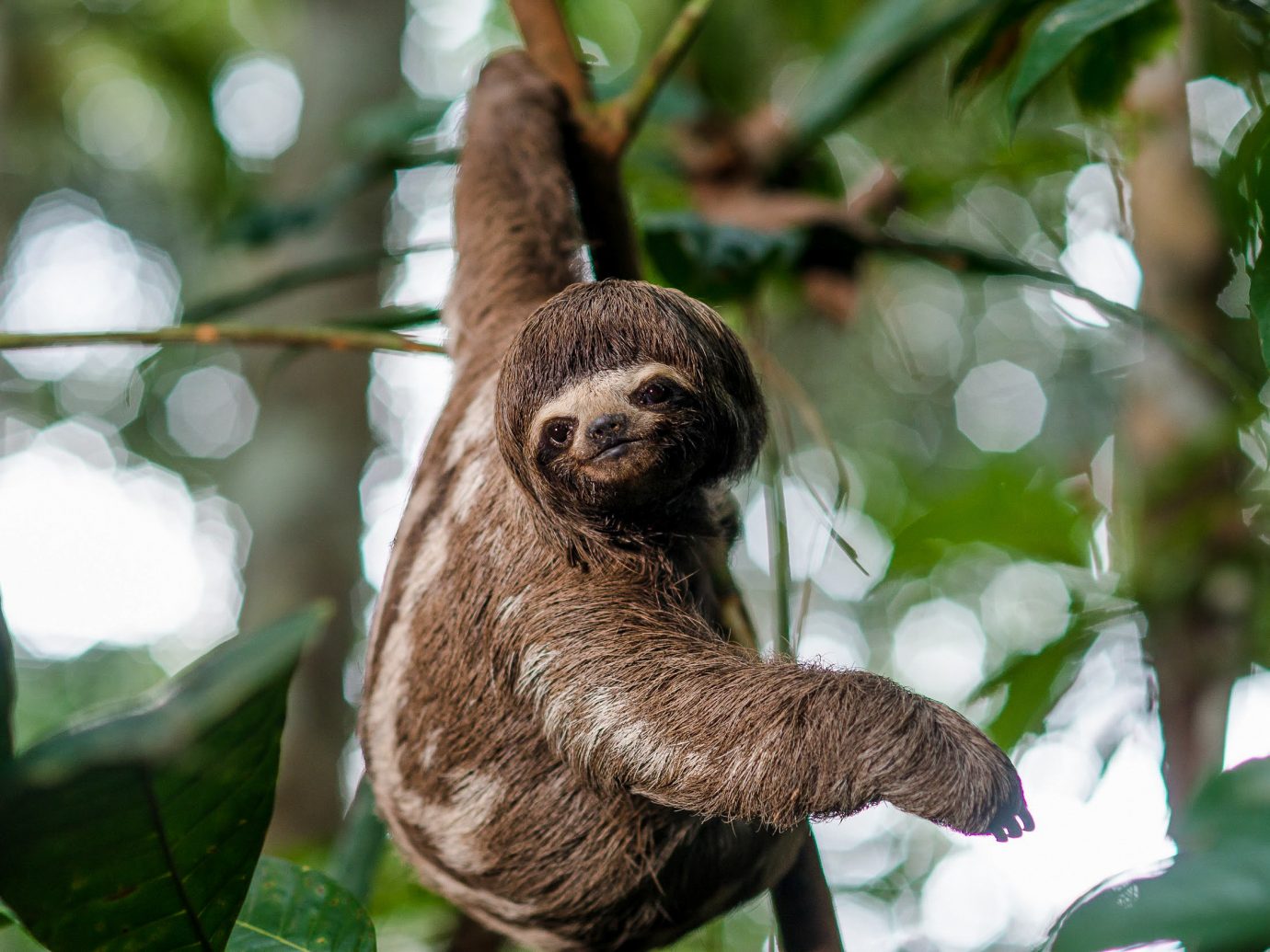 Cruise Travel Luxury Travel Outdoors + Adventure Travel Tips Trip Ideas tree sloth animal mammal outdoor fauna three toed sloth terrestrial animal leaf organism rainforest Jungle branch Wildlife snout