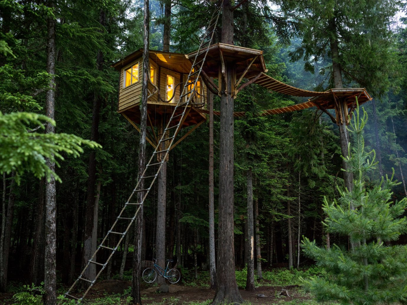 Arts + Culture tree outdoor habitat Nature wilderness Forest natural environment woodland woody plant rainforest Jungle outdoor structure tree house area wooded wood lush