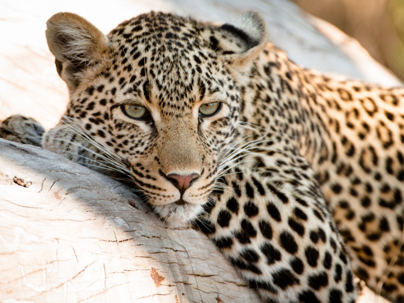 Offbeat Safaris animal mammal big cat outdoor leopard vertebrate fauna Wildlife cat like mammal close up whiskers big cats