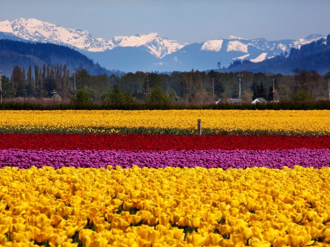 Travel Tips mountain outdoor sky flower plant field tulip land plant flowering plant background rapeseed wildflower meadow