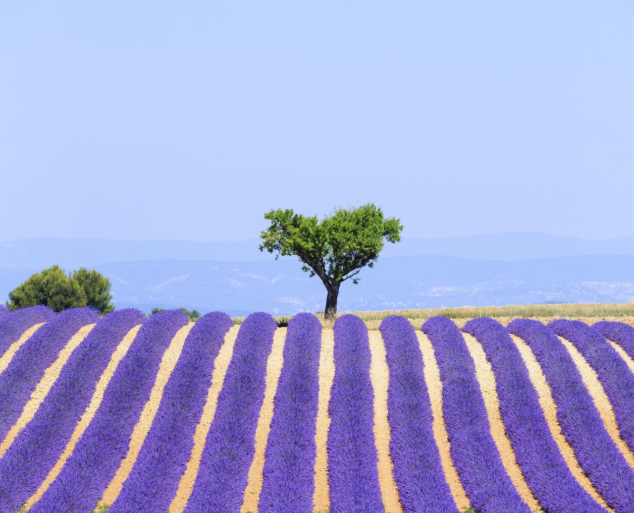 Trip Ideas sky plant outdoor flower lavender field agriculture ecosystem land plant soil flowering plant grass family english lavender crop colorful colored