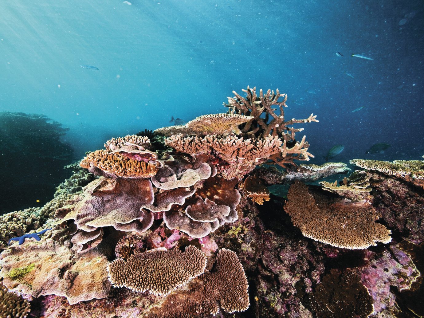 Trip Ideas reef coral reef marine biology rock underwater natural environment biology Sea coral Ocean coral reef fish aquarium invertebrate