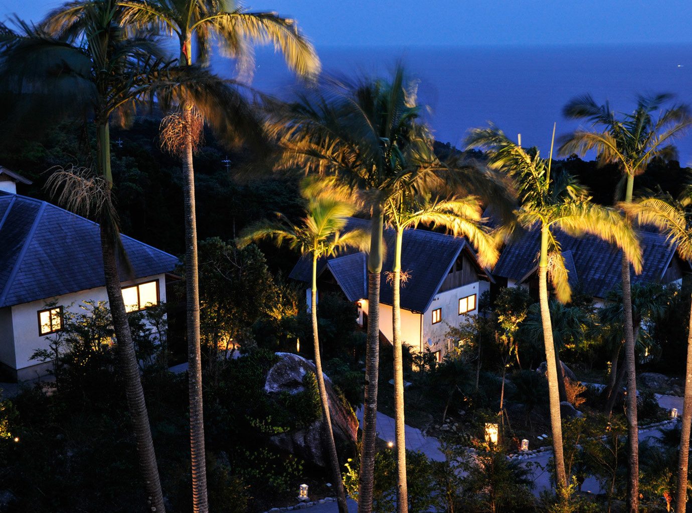 tree plant night palm evening arecales Resort lighting sunlight dusk light palm family