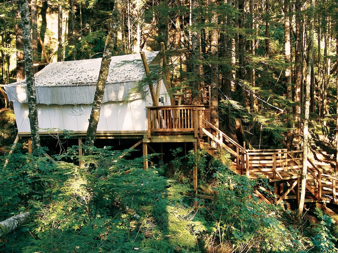 Glamping Hotels Outdoors + Adventure Weekend Getaways tree outdoor habitat grass wooden wilderness natural environment Forest ecosystem woodland wood Jungle rural area rainforest hut log cabin wooded surrounded