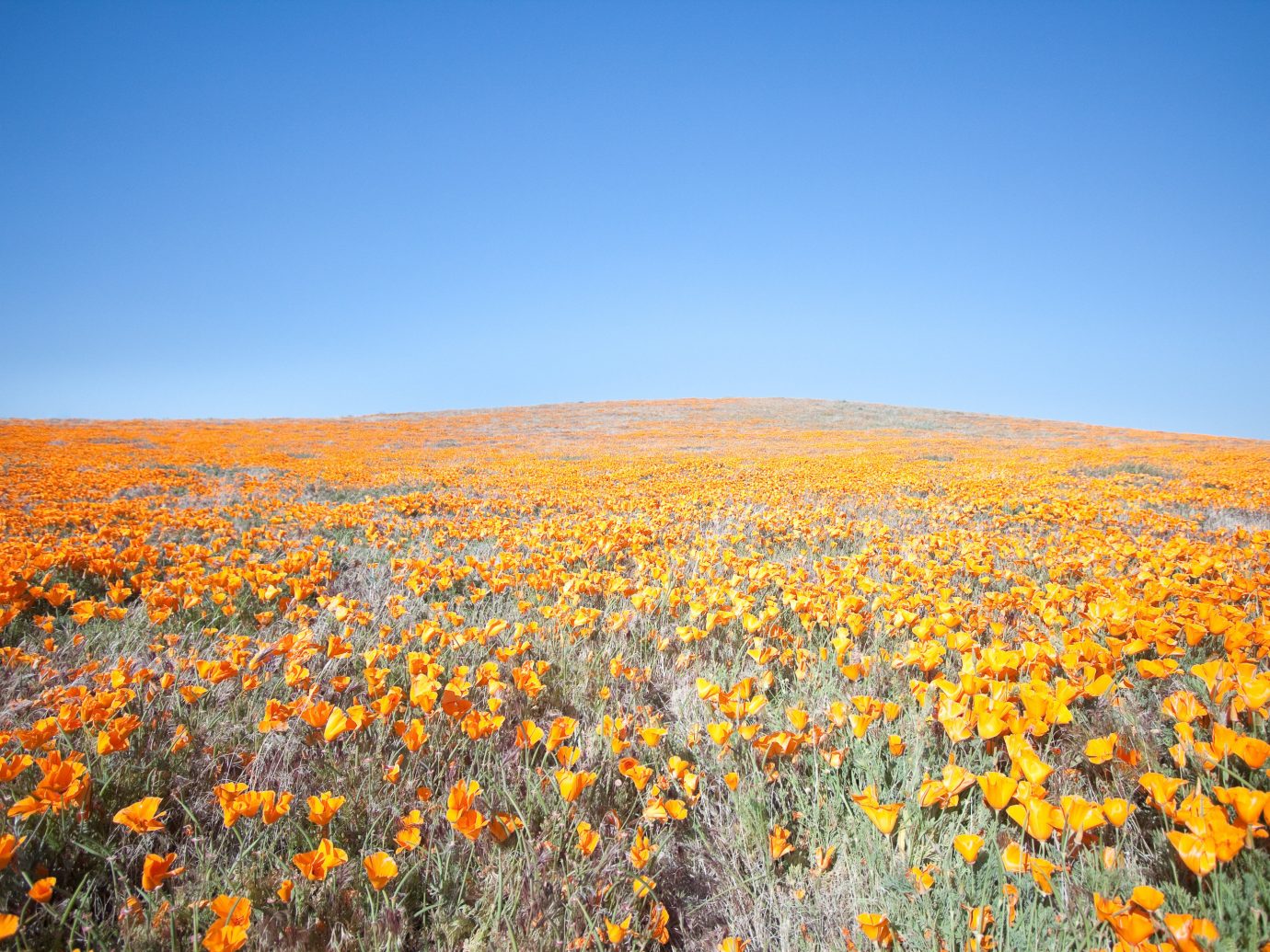 Poppy Reserve in Antelope Valley, California