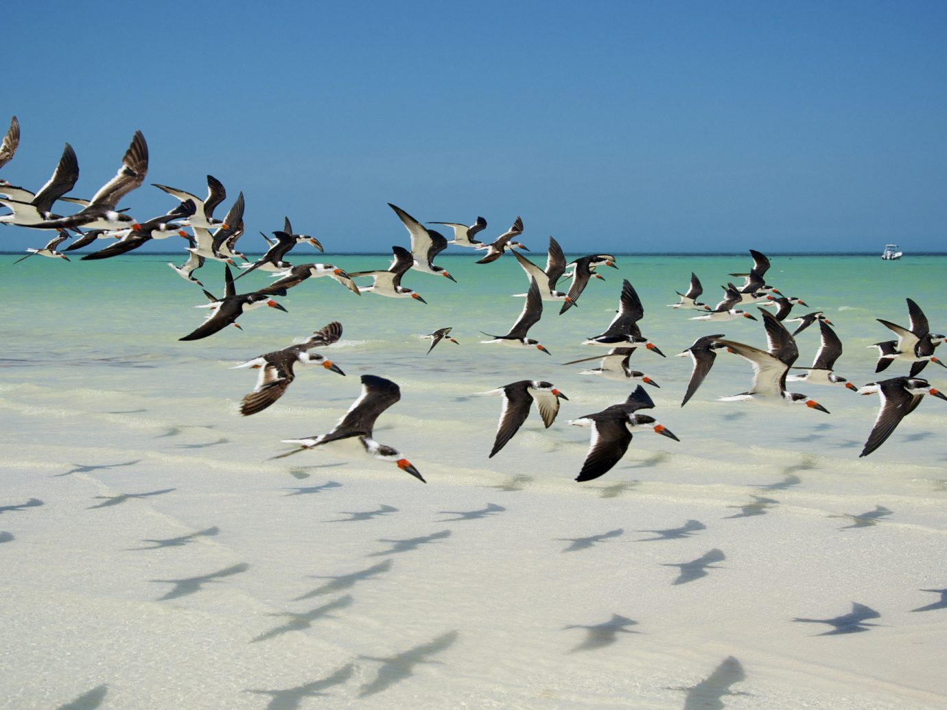 Mexico Trip Ideas Weekend Getaways outdoor Bird flock Beach Sea group aquatic bird wind several day sandy