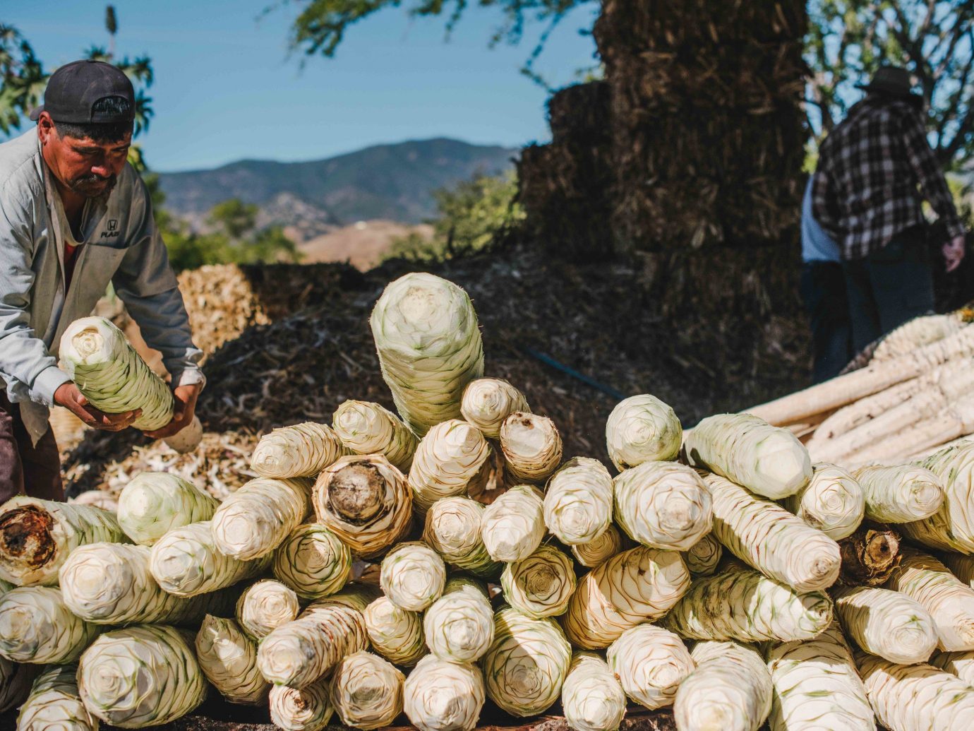 Arts + Culture Mexico Oaxaca Trip Ideas produce vegetable plant local food food