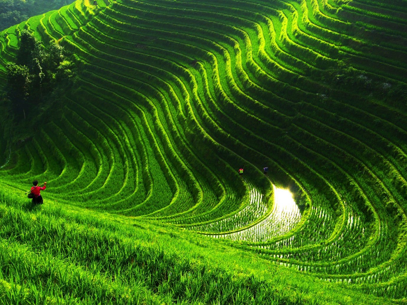 Offbeat grass green agriculture geographical feature field Terrace outdoor red paddy field grassland leaf landscape crop plantation plain flower
