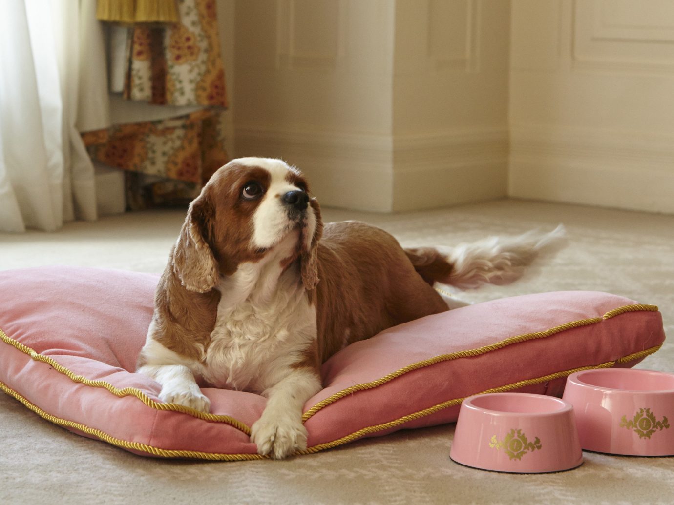 Hotels indoor Dog mammal laying cavalier king charles spaniel dog like mammal furniture puppy