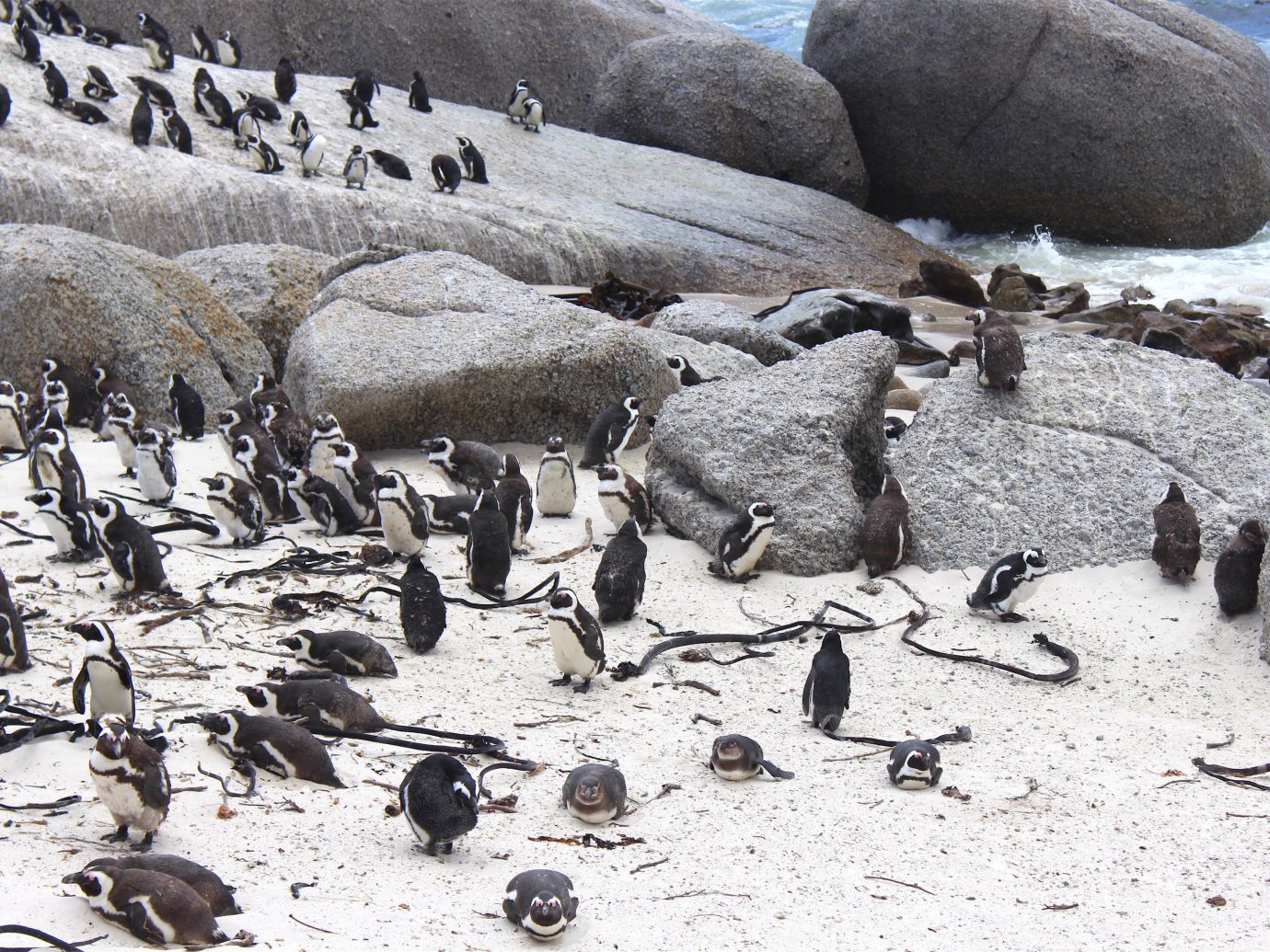 Outdoors + Adventure Safaris Trip Ideas ground outdoor rock flightless bird Bird penguin vertebrate fauna rocky Wildlife flock