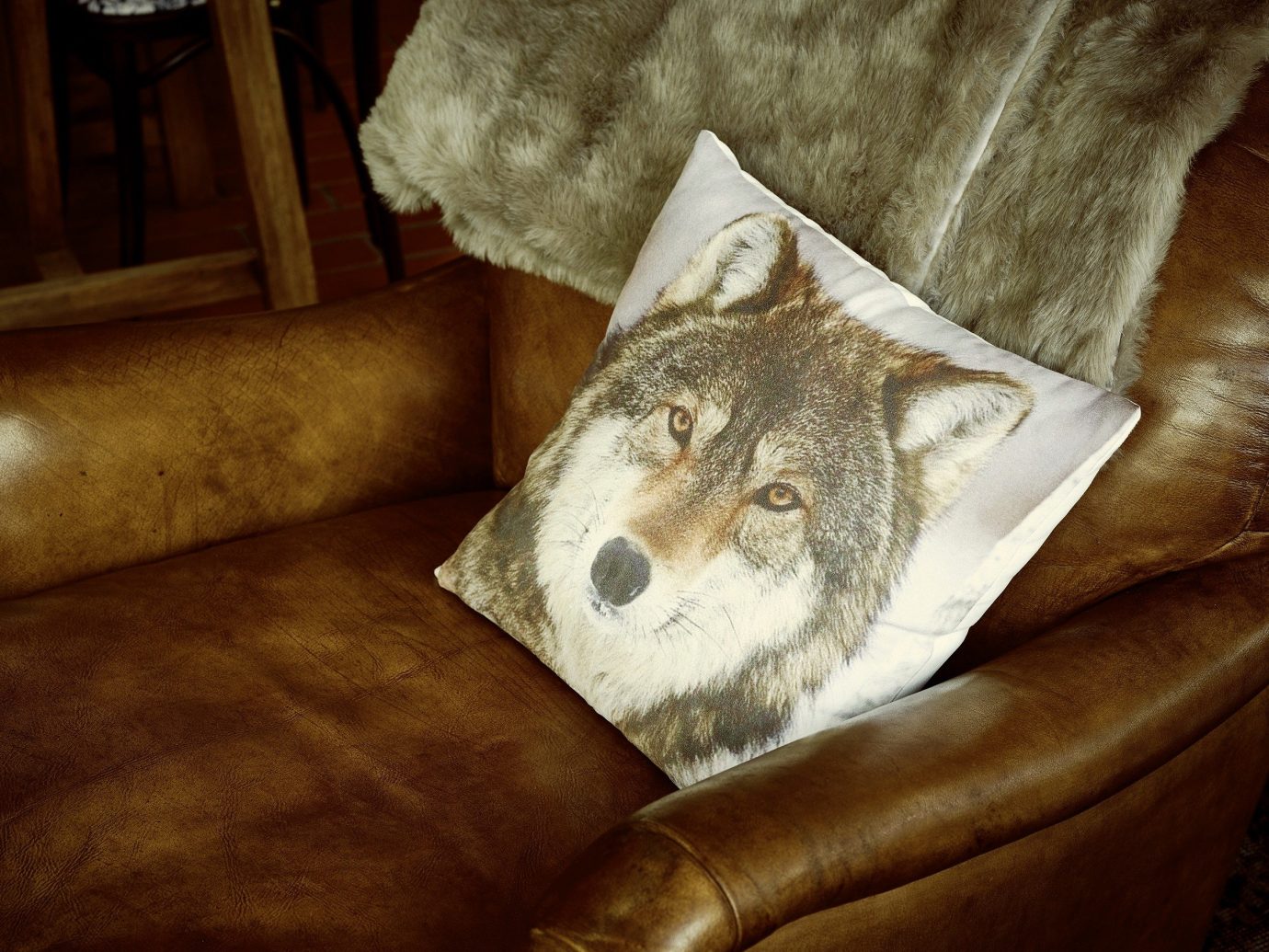 Trip Ideas sofa indoor cat mammal image painting dog like mammal leather