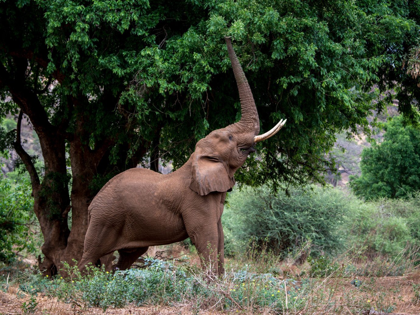 tree Trip Ideas outdoor elephant grass elephants and mammoths Wildlife terrestrial animal fauna indian elephant mammal wilderness nature reserve african elephant tusk national park Forest standing woodland Jungle organism plant green Safari bushes trunk wooded lush