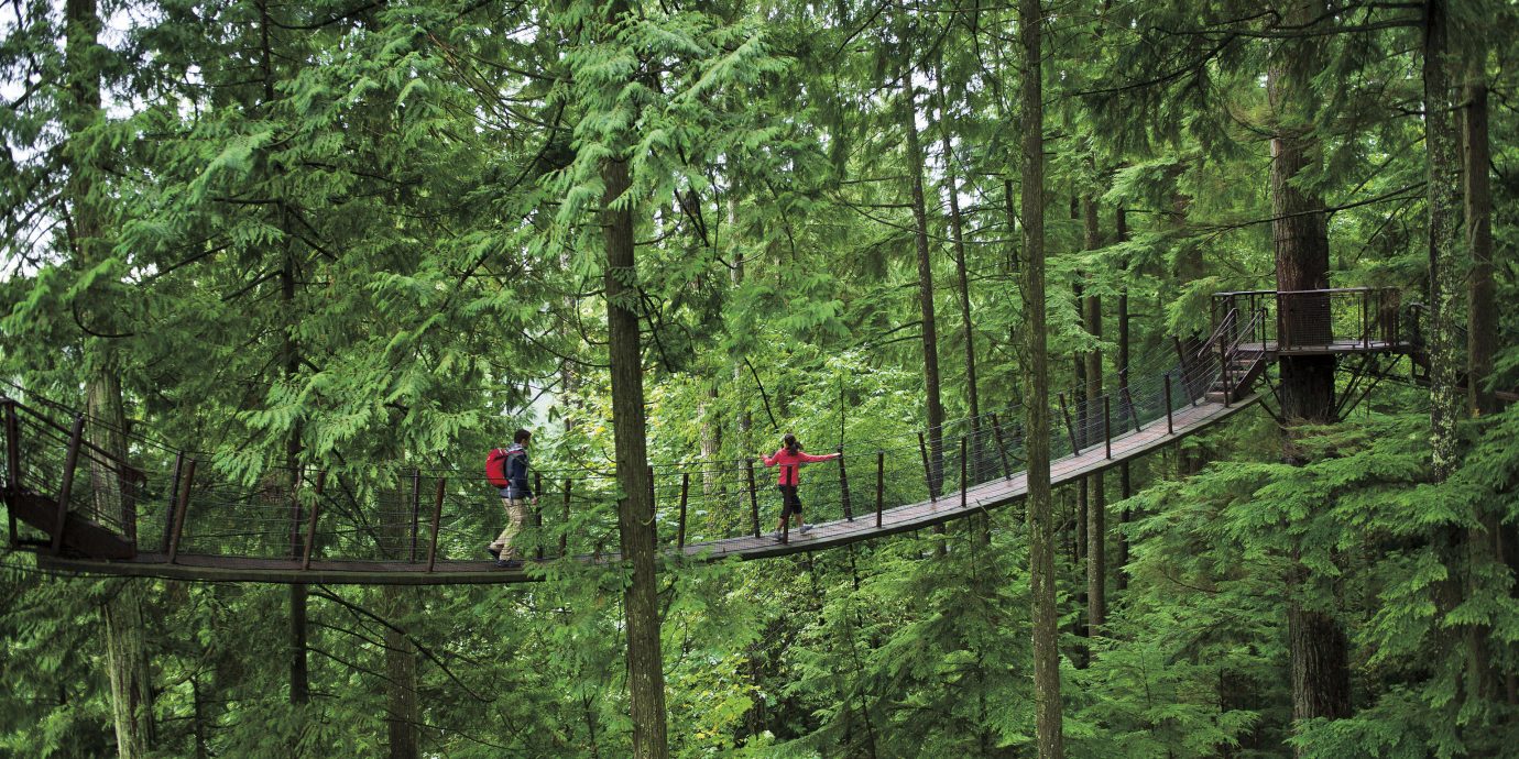 Trip Ideas tree outdoor Forest habitat wooded natural environment bridge wilderness ecosystem old growth forest woodland rainforest canopy walkway temperate broadleaf and mixed forest wood temperate coniferous forest biome trail Jungle suspension bridge plant area lush surrounded