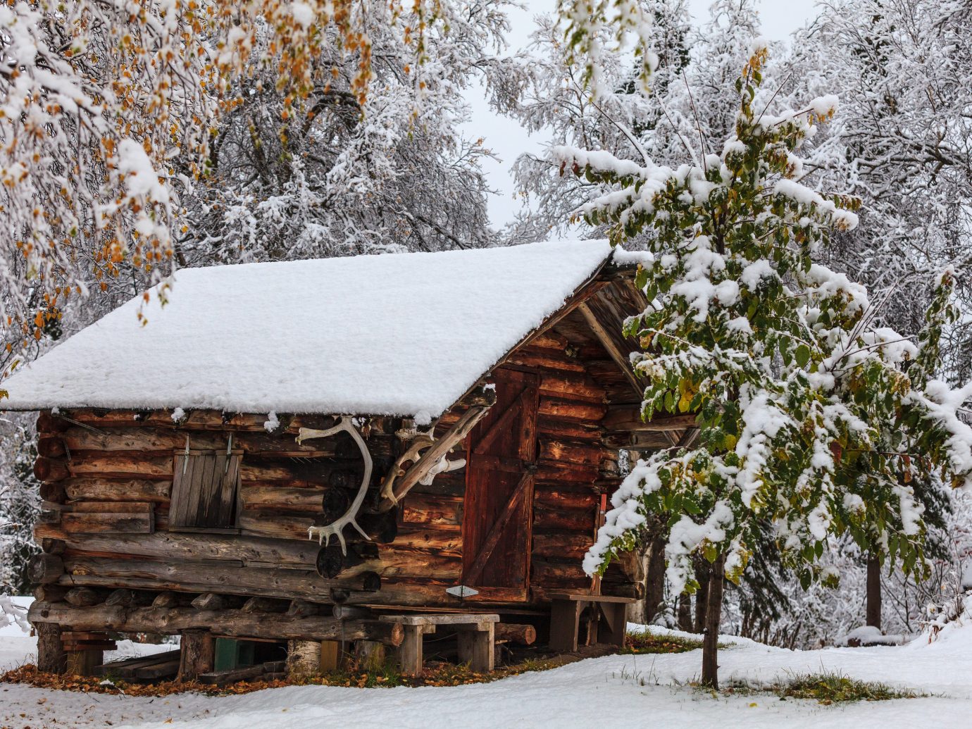 Trip Ideas tree snow outdoor Winter weather building house season hut log cabin sugar house rural area shack wooden wood surrounded