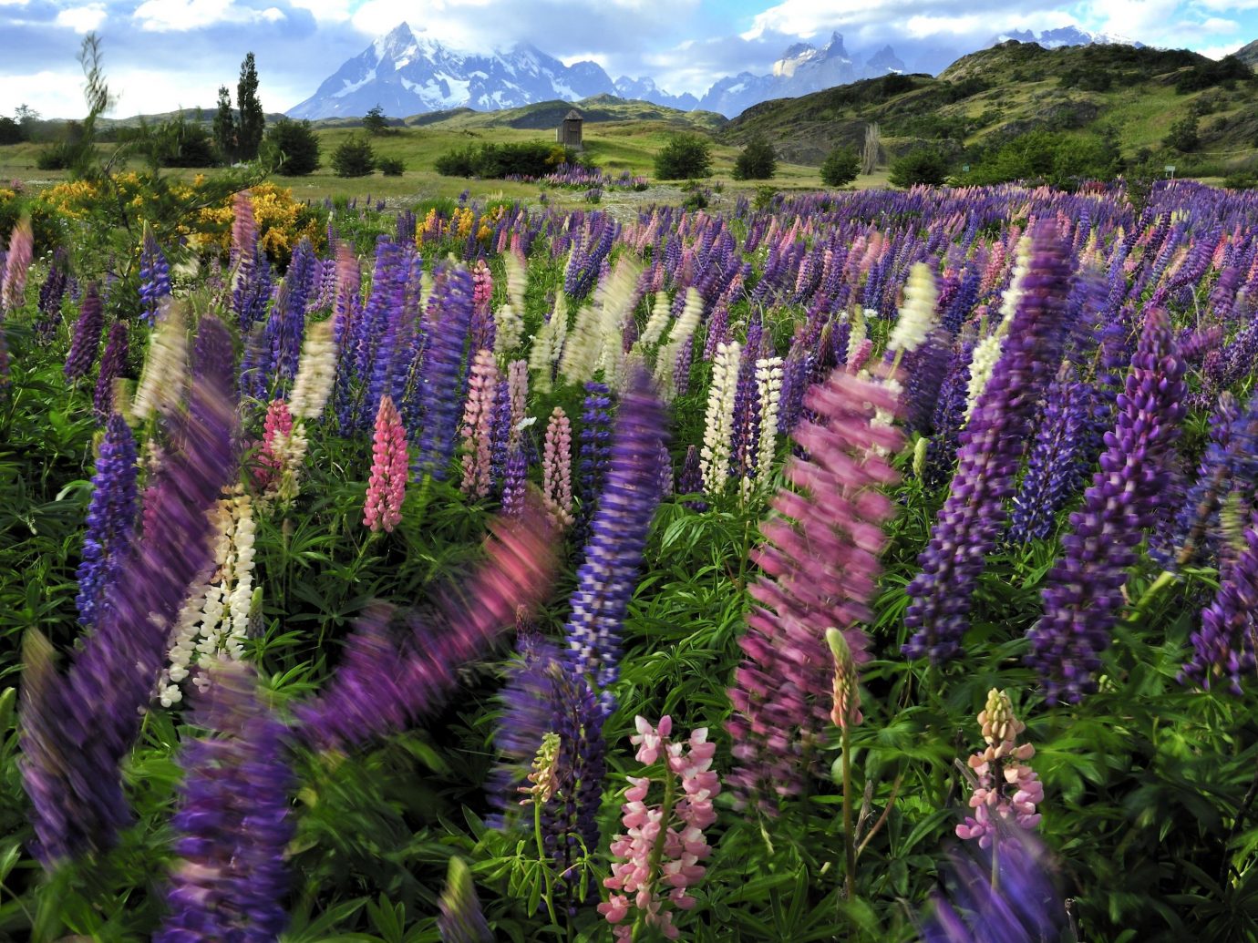Hotels tree flower outdoor purple lupin plant lavender flora botany land plant english lavender flowering plant wildflower field french lavender Forest colored surrounded