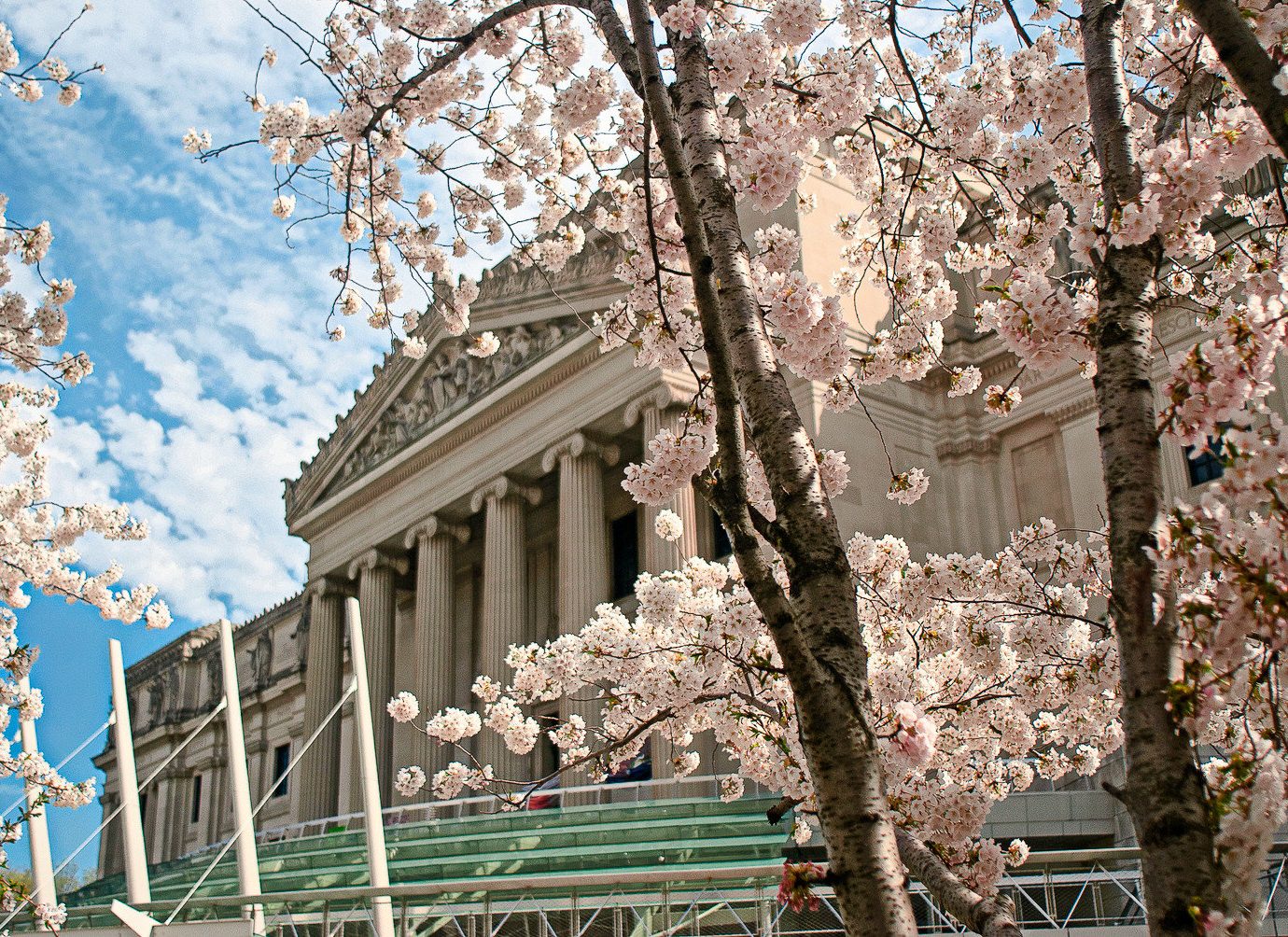 View of Brooklyn Museum with cherry blossom trees in bloom