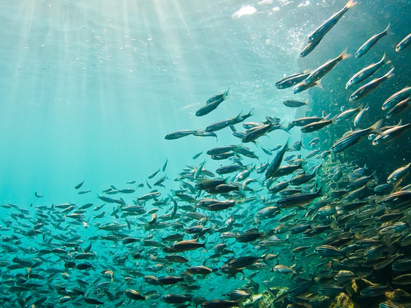 water Sea underwater Ocean marine biology organism sunlight water resources fish reef shoal