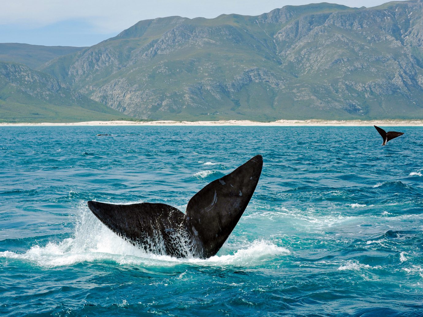 Hermanus mammal water marine mammal whales dolphins and porpoises whale Sea Ocean Wildlife wind wave wave coastal and oceanic landforms humpback whale sky