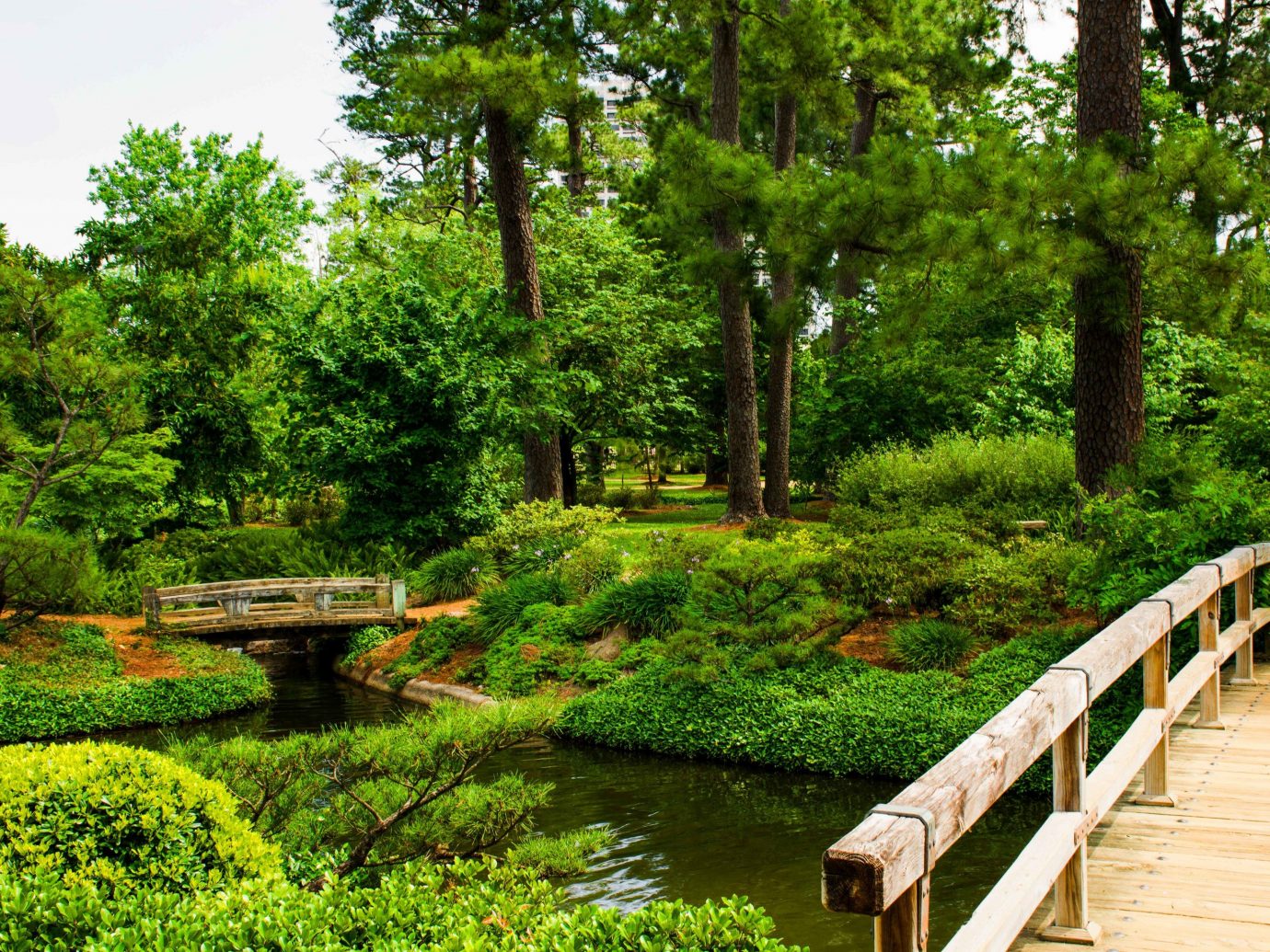 Houston Outdoors + Adventure Texas Trip Ideas tree outdoor bench grass Nature vegetation botanical garden Garden nature reserve park plant pond wooden water landscape wetland reflection bank landscaping watercourse riparian forest shrub bayou old growth forest walkway wood surrounded