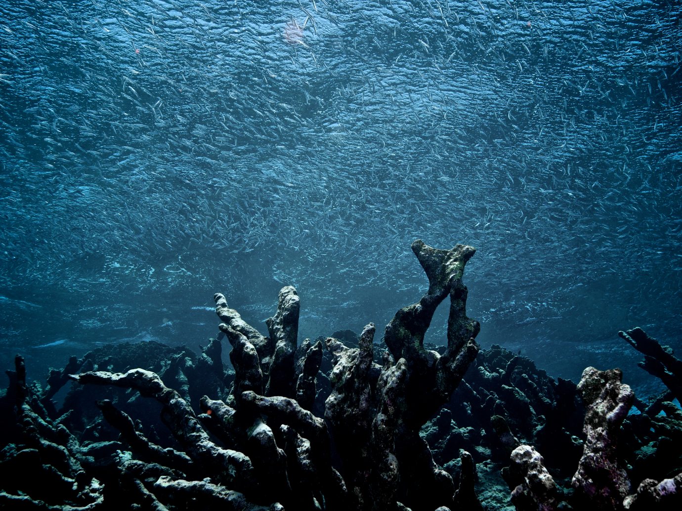 A school of fish swims over a field of dead coral, Los Roques National Park, Venezuela