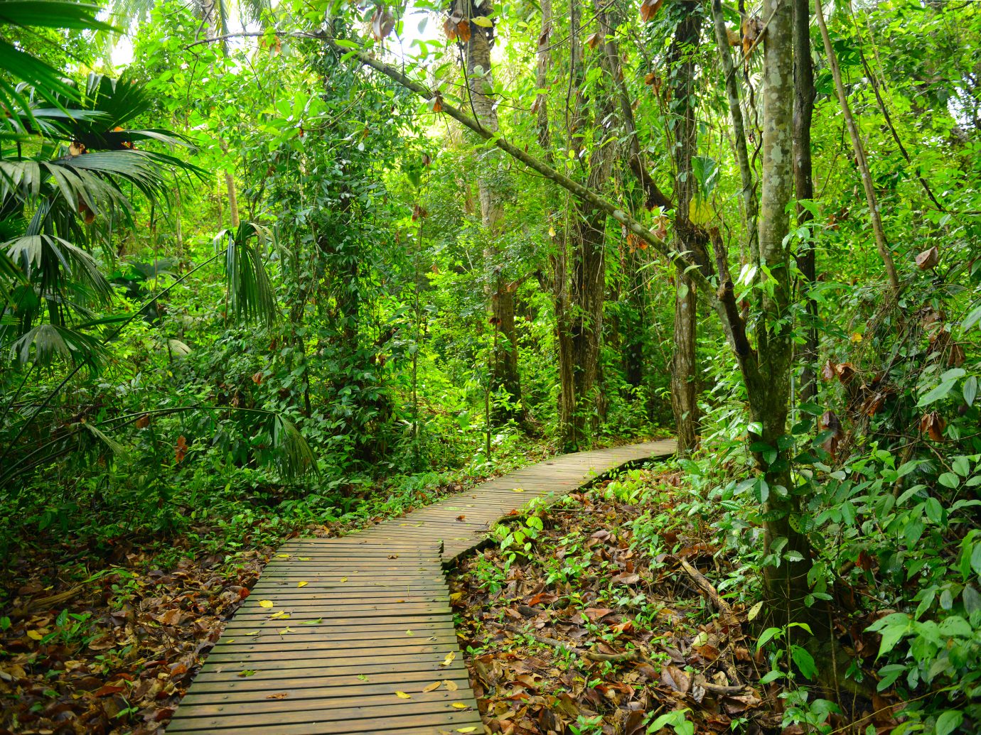 The walking way through the jungle in Tayrona National Park, Colombia.