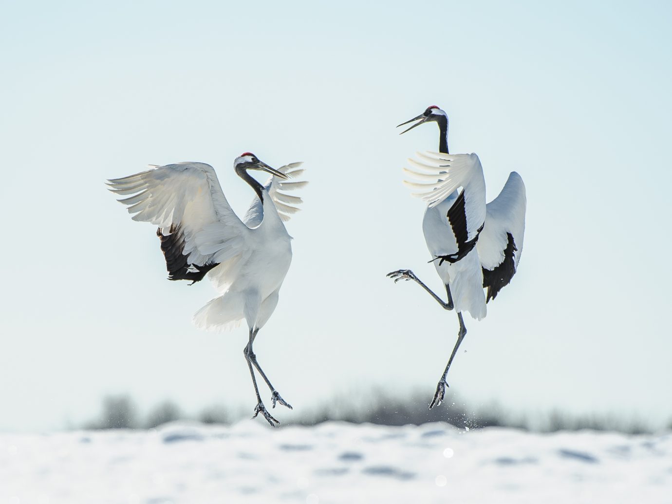 Two Japanese red crown cranes leaping and dancing performing their mating courtship ritual in the snow in Winter