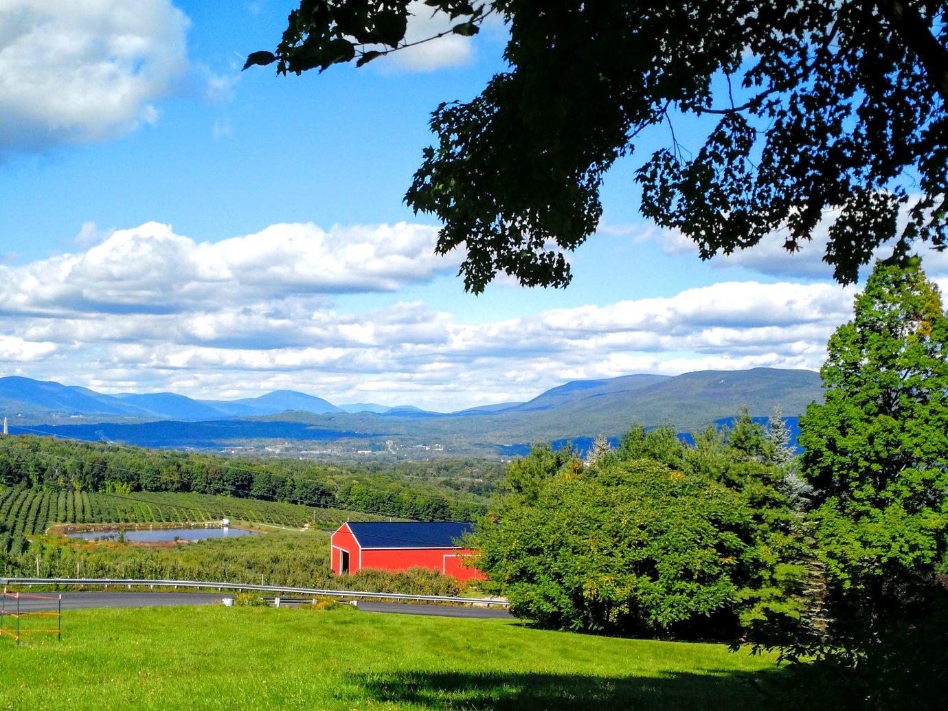 Scene of an apple orchard in Vermont