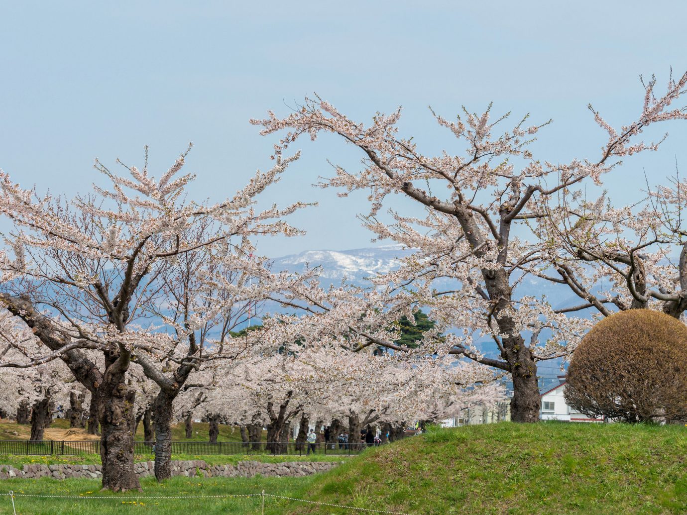 Cherry blossoms, Japan